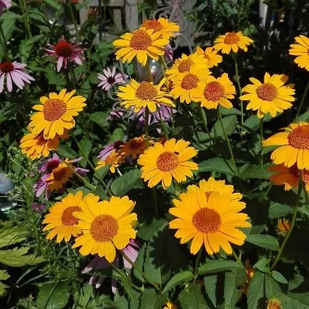 Bodensee Fisch * מיירסבורג