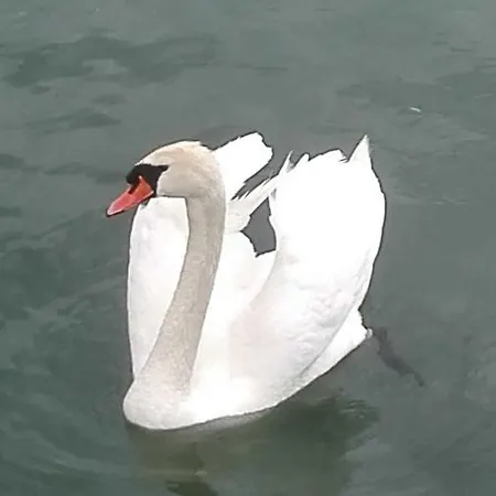 דירה Bodensee Fisch