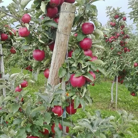 Bodensee Fisch 아파트 *