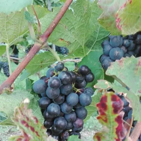 Bodensee Fisch דירה